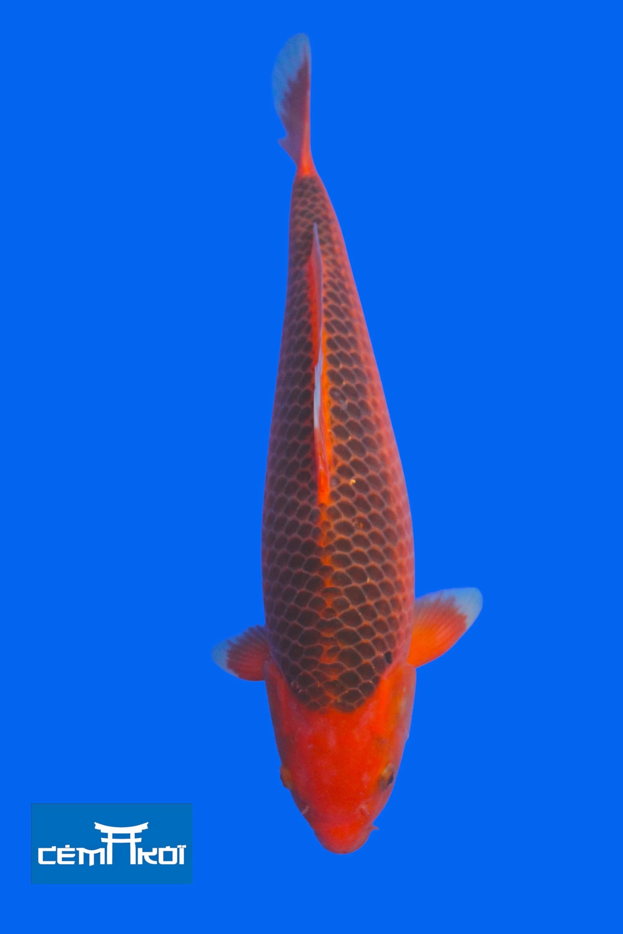 Aka