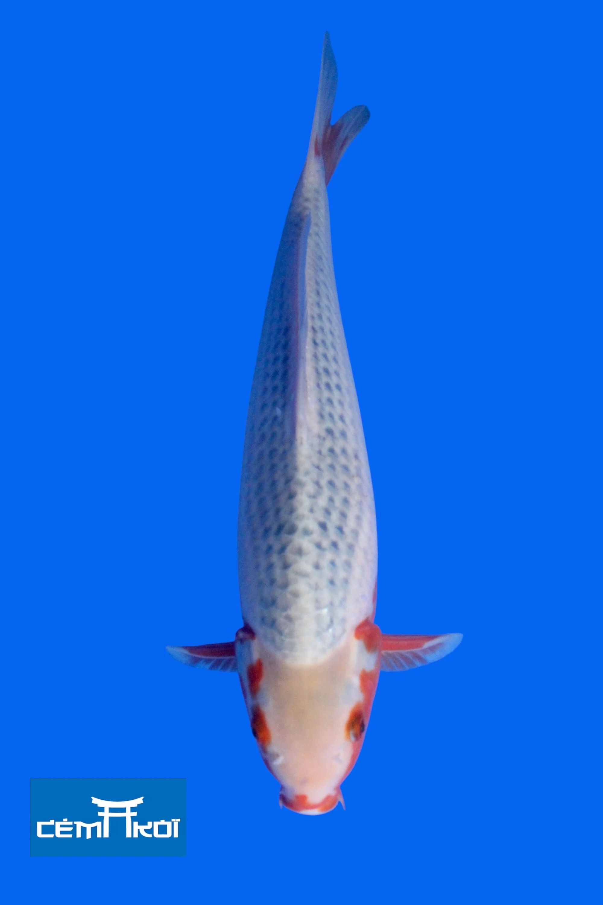 Assagi 2