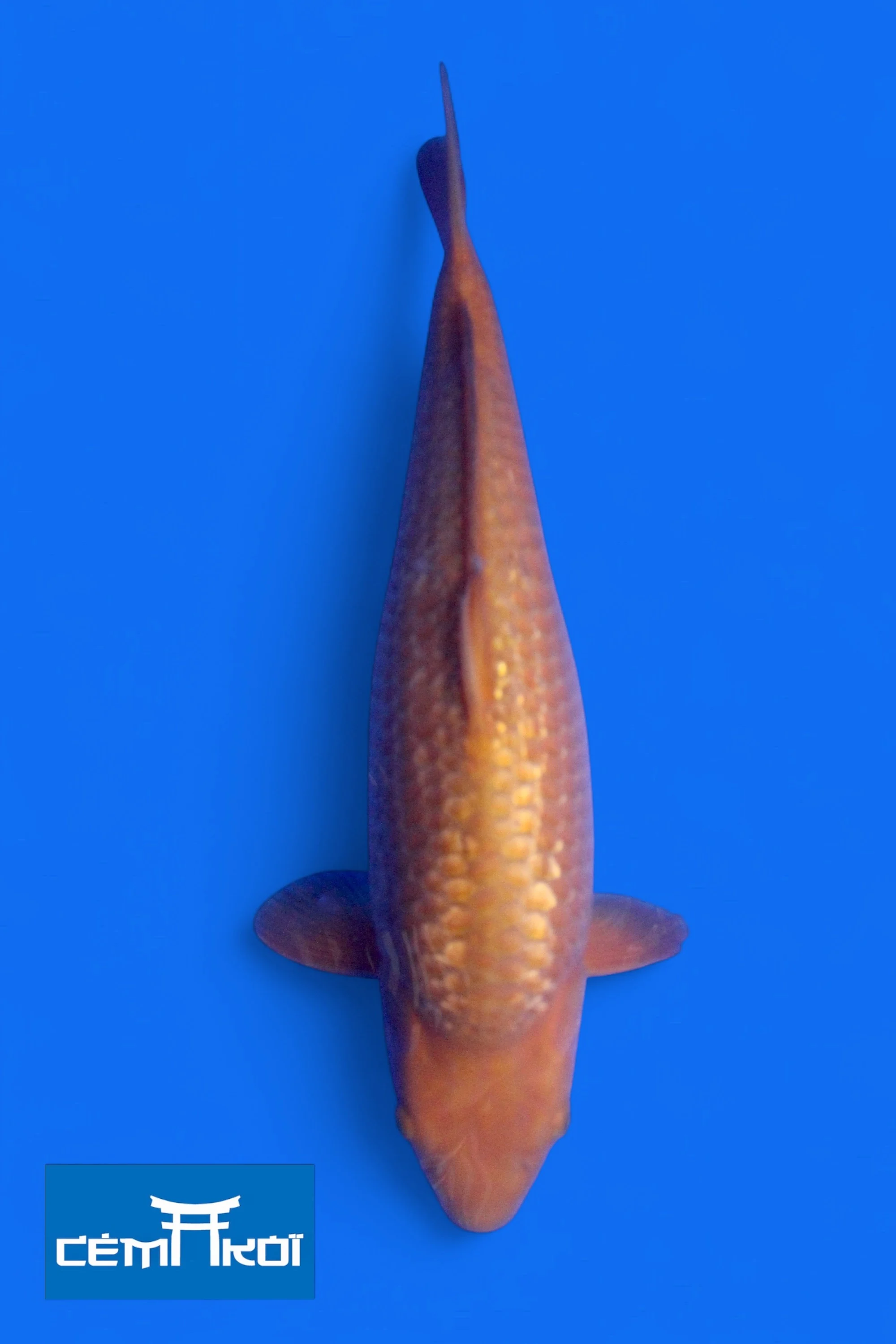 Cha