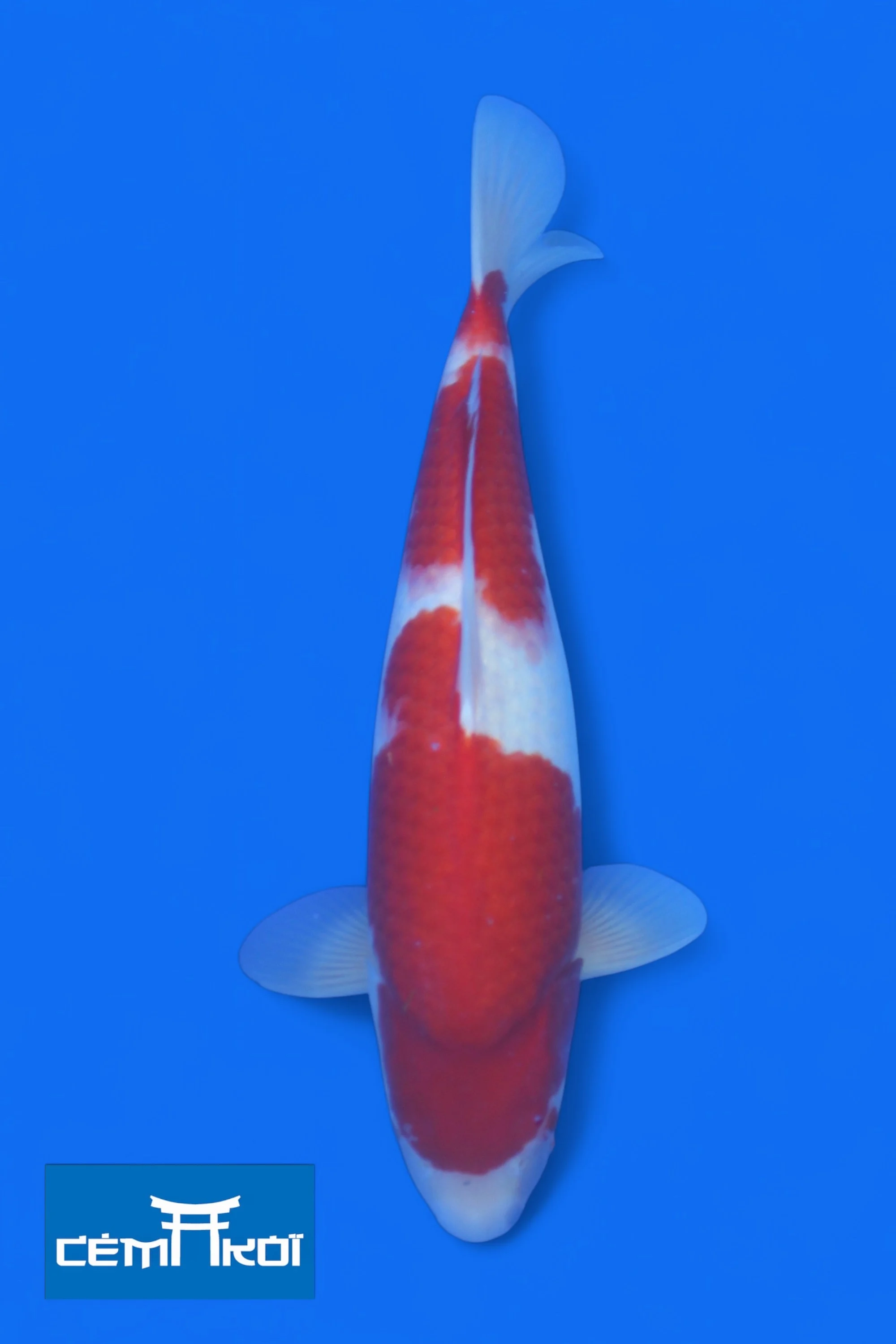 K d