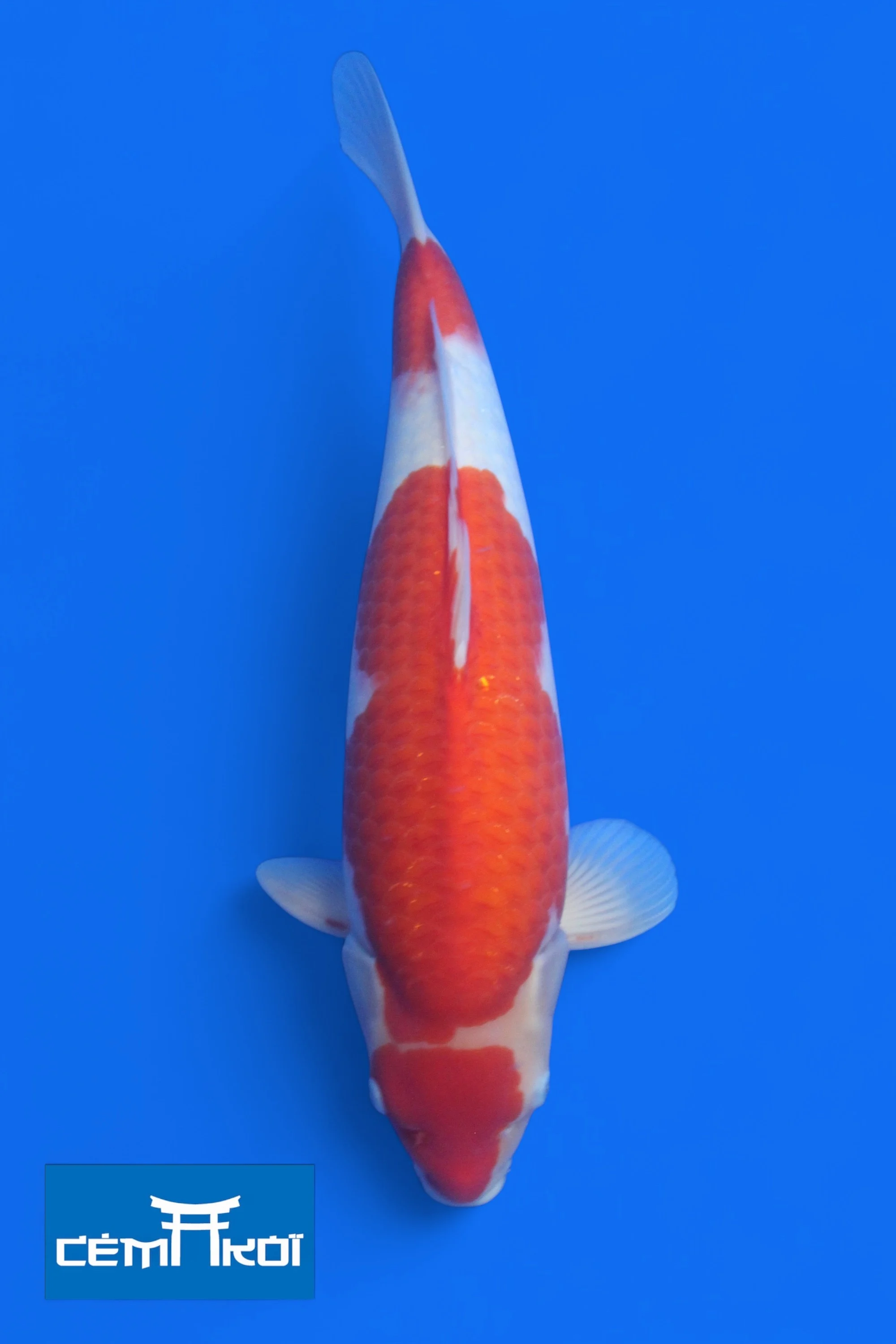 K s1