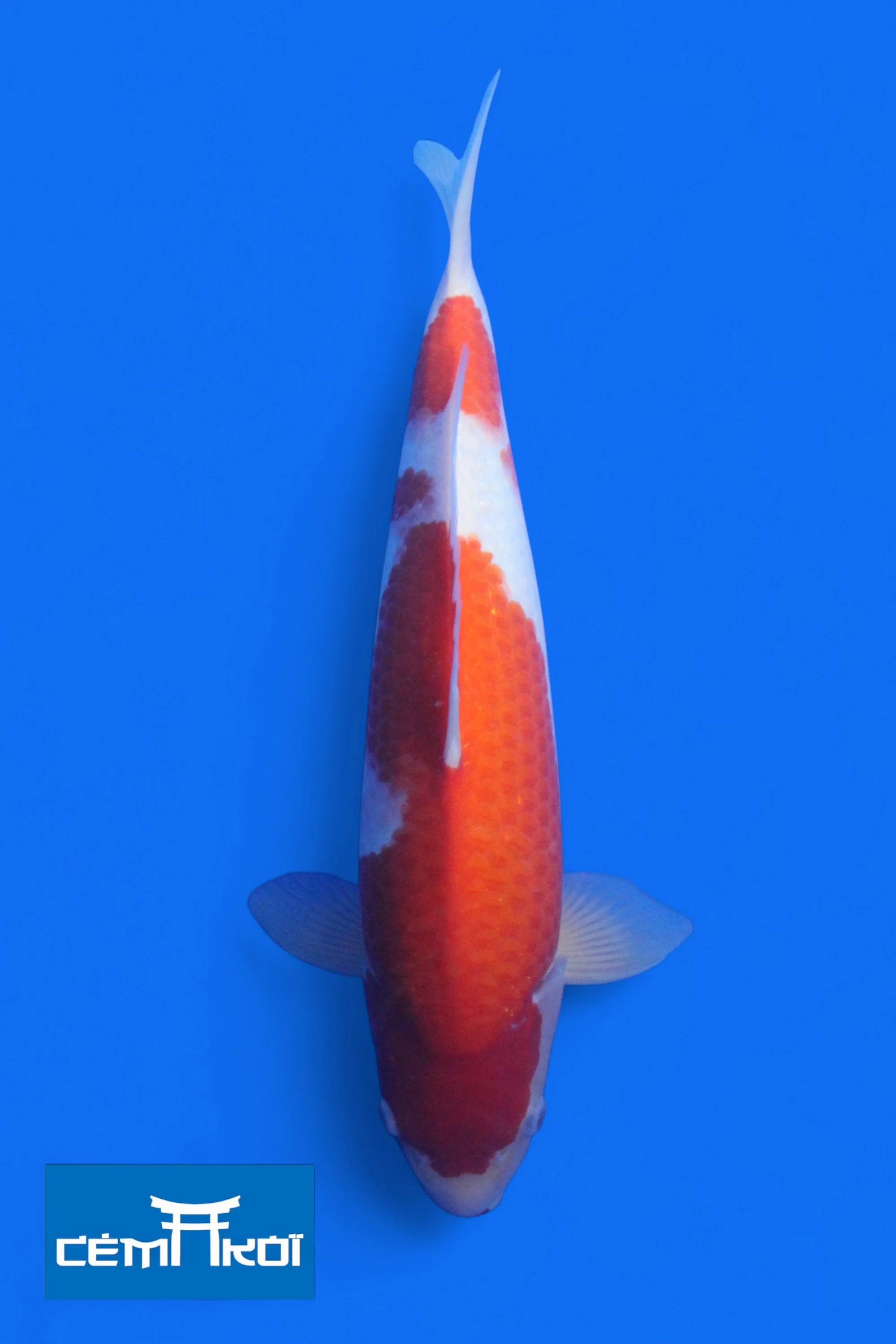K s2