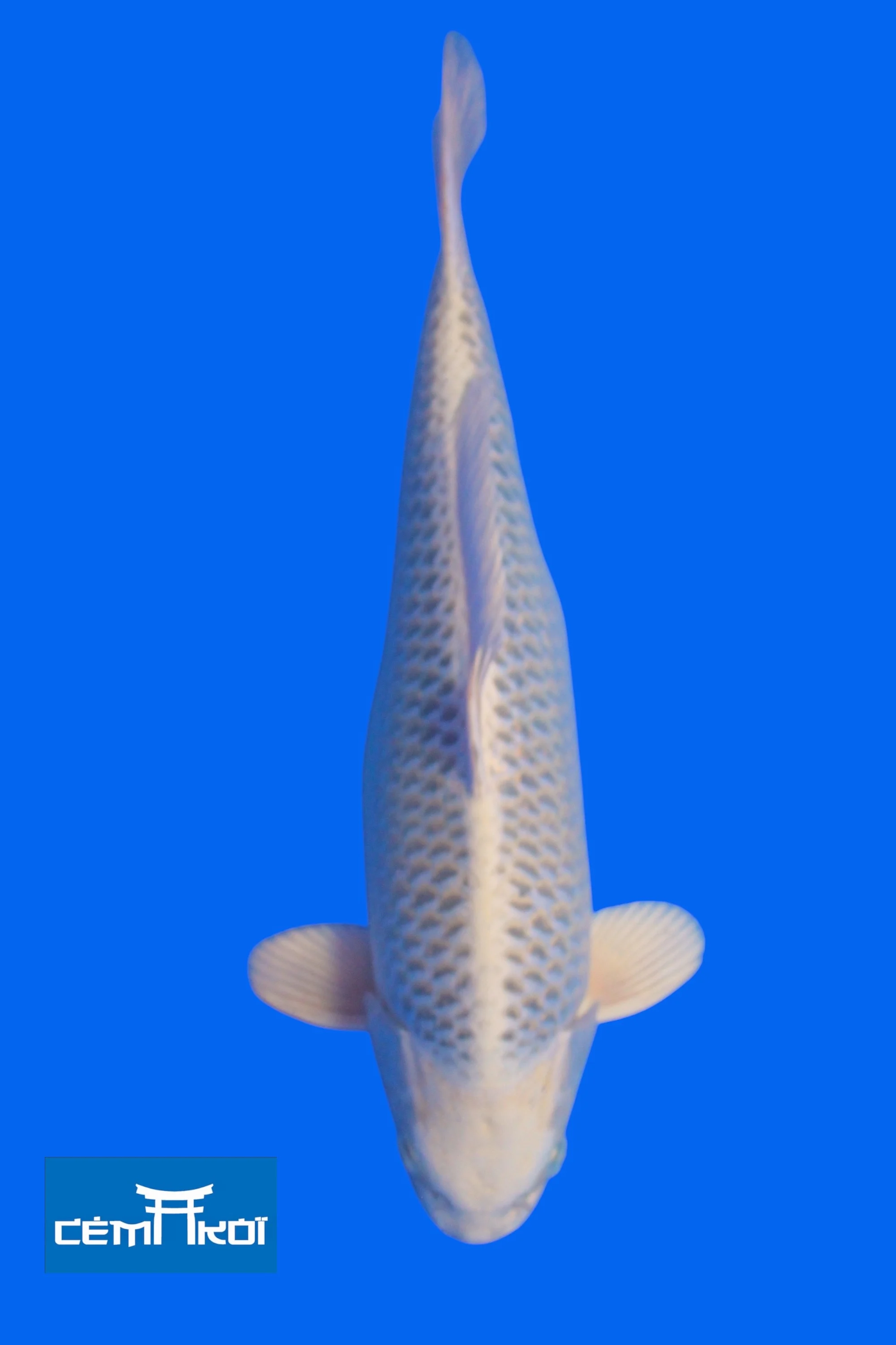 Kin