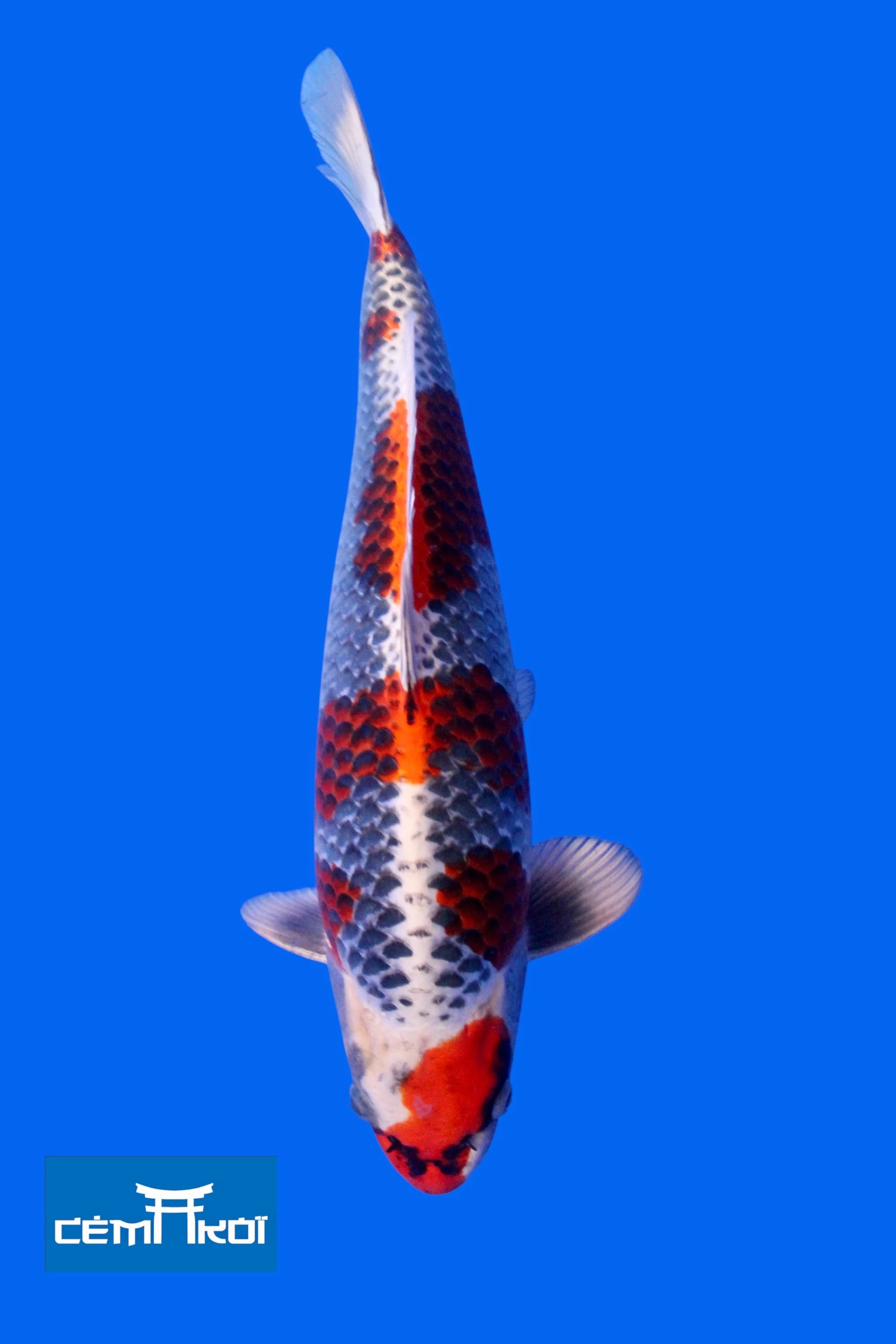 Kuj1