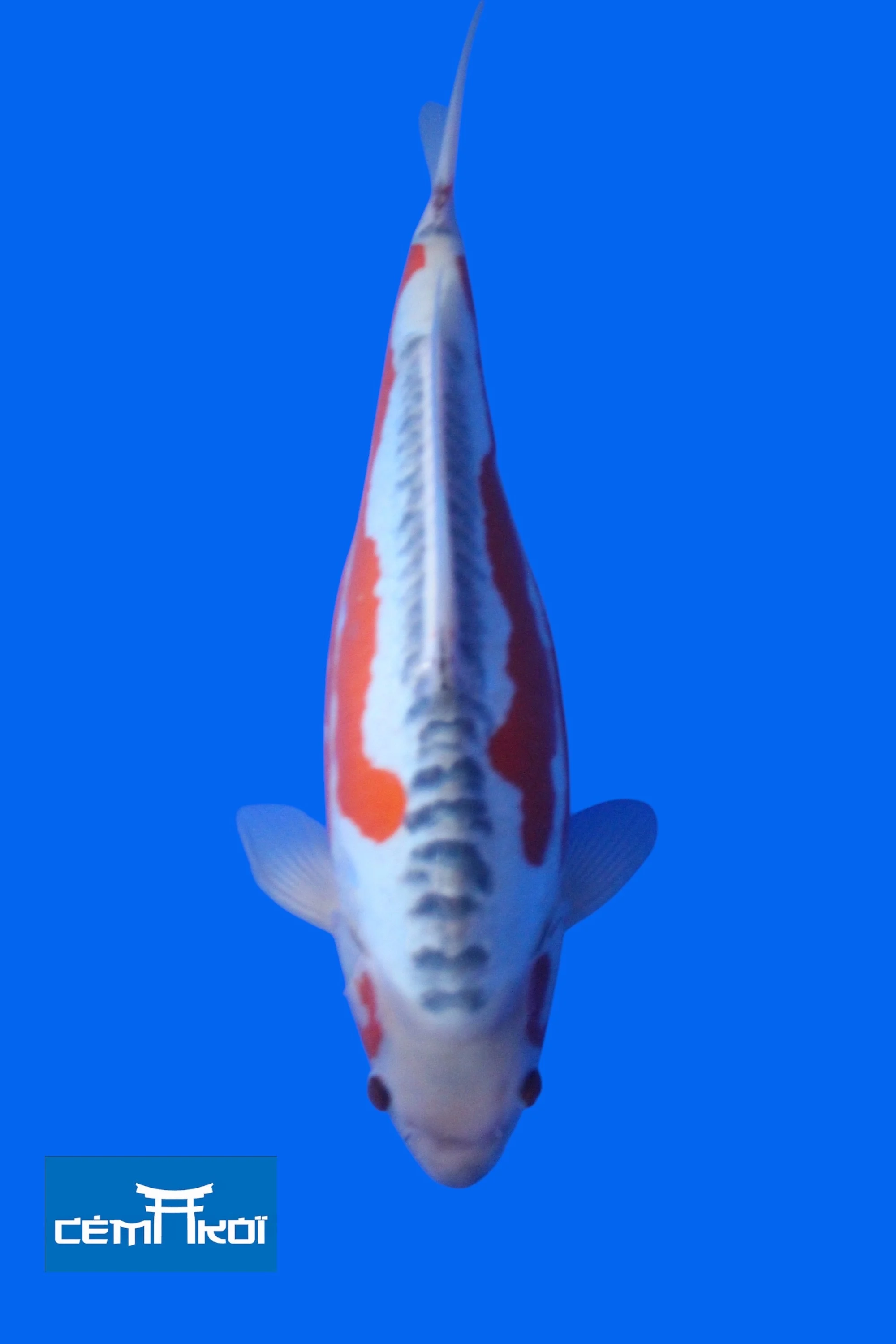 Sushui 2 2