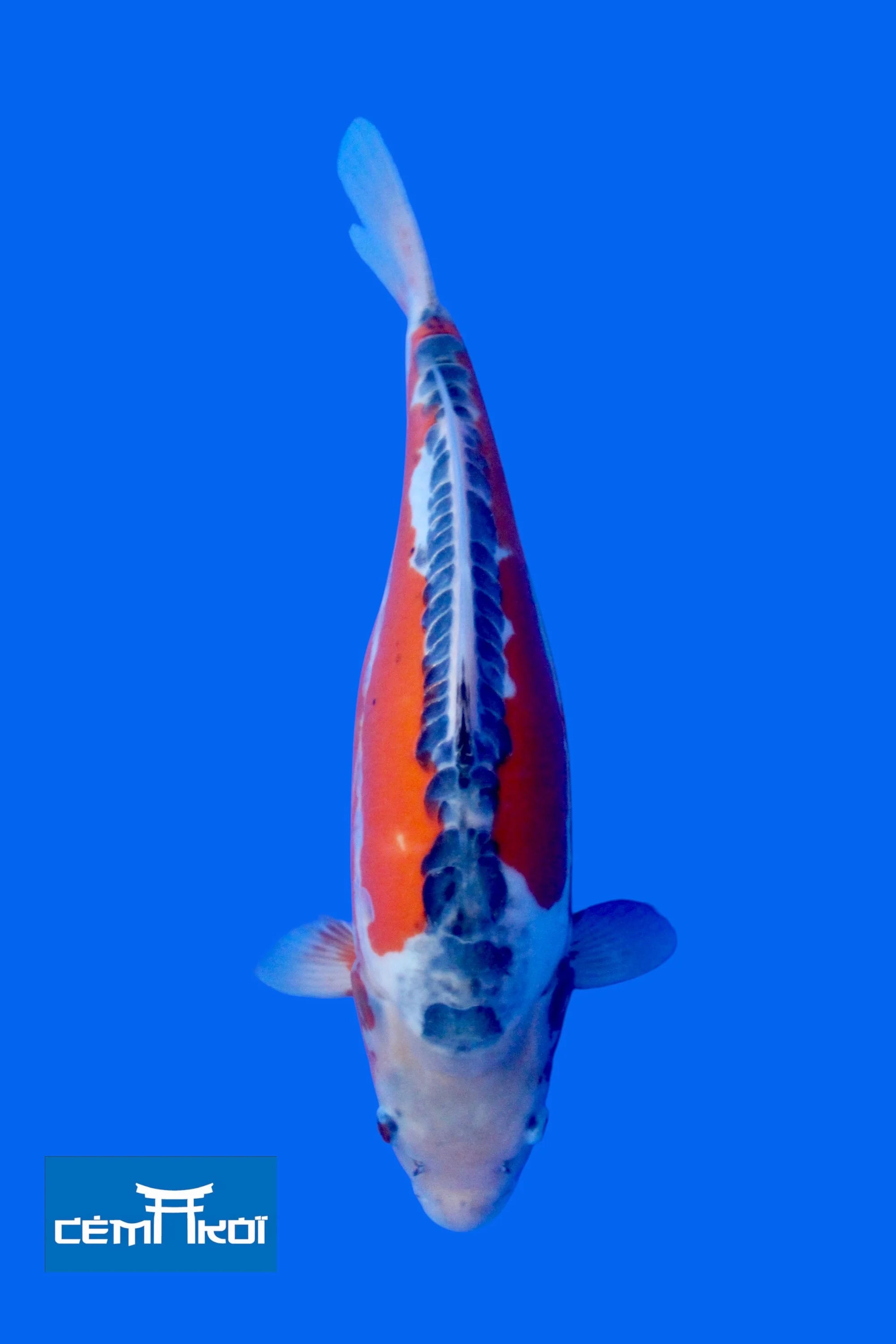 Sushui2