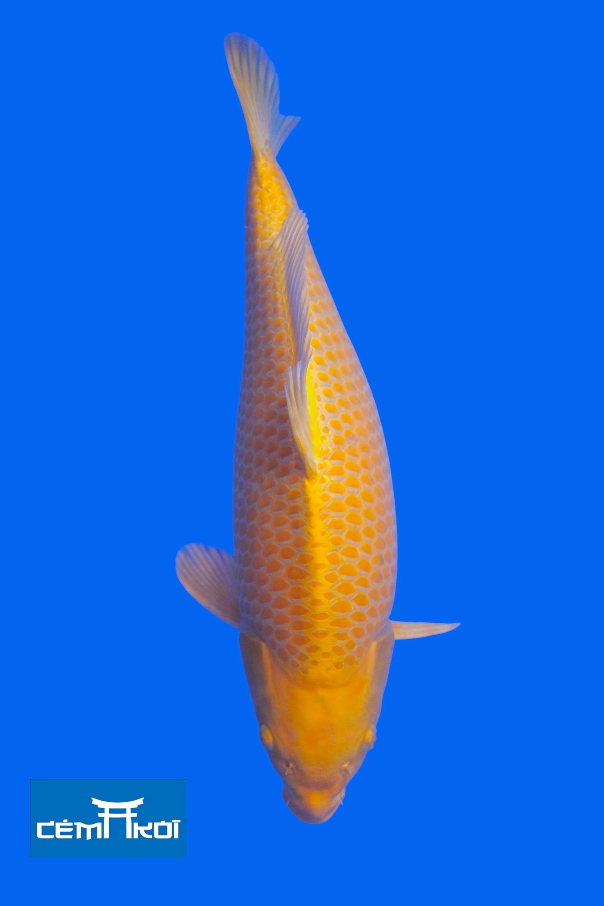Yam