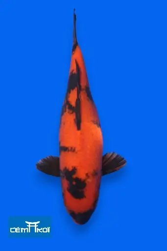 Image cache 3