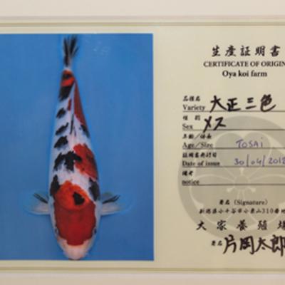Sanke Kataoka